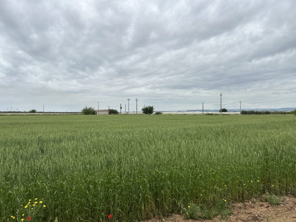 Terreno agricolo