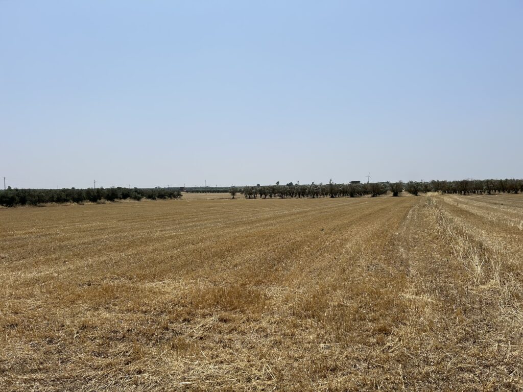 Terreno Agricolo in Vendita – Un’Opportunità Unica!
